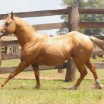 LOTE 019 - HIGH BUENO STAR (Coberturas)