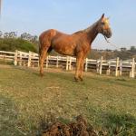 LOTE 007 - FAST IN COUNTRY PDL