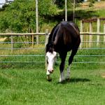 LOTE 011 - SEVERUS BOY MIME