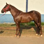 LOTE 018 - SPIRIT HANCOCK