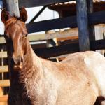 LOTE 022 - ZEUS BET CAT CDA