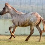 LOTE 007 - JACK KEYS