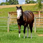LOTE 011 - SEVERUS BOY MIME