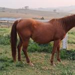 LOTE 011 - MISS LAY’S BOONADITE