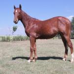 LOTE 017 - RAIMBOW KEYS JAY