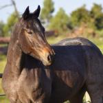 LOTE 006 - PEROLA HANCOCK SMR