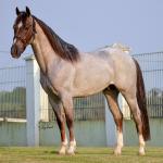 LOTE -200 - METALLIC LENA (COBERTURA)