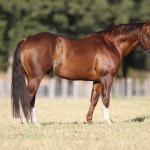 LOTE 003 - EMBRIÃO A EFETIVAR (LITTLE JAZZAREY x REDNECK CRAT)
