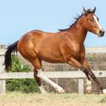 LOTE 020 - IRON POCO GUN YBJ