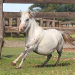 LOTE 012 - BELA