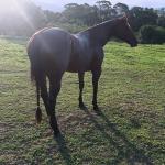 LOTE 019 - EMBRIÃO EFETIVADO - ALLOT PEP DUN IT x SUNSHINE REAL