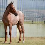 LOTE 003 - JACK DOC BEE