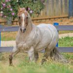LOTE 023 - METALIC REY CAT (Coberturas)