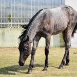 LOTE 004 - JOCASTA BLUE