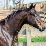 LOTE 008 - INDIAN BOONSMAL SN
