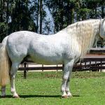 LOTE -100 - AMBICIOSO DA ARKAFLA (COBERTURAS)
