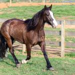 LOTE 013 - BELLE OCASION