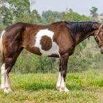 LOTE 008 - INDIAN BLACK CODY