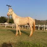 LOTE 016 - BUENO PEPPYS BOY LLB