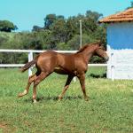 LOTE 020 - KING KAT REY VRA