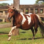 LOTE 014 - PAMPINHA