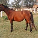 LOTE 004 - EVERY SMART BAYOU YM