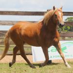 LOTE 012 - BOA IDEIA