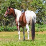 LOTE 013 - HILL TOPFLYER HSA