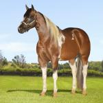 LOTE 013 - HILL TOPFLYER HSA
