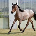 LOTE 005 - BLUE CHICOLENA