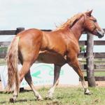 LOTE 016 - TORNADO