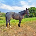 LOTE 013 - PEPTOBOONREY