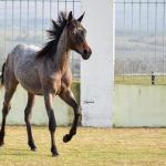 LOTE 012 - GAUCHO OLENA