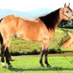 LOTE 020 - EMBRIÃO A EFETIVAR - ALLOT PEP DUN IT x DOURADA DOUBLE