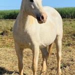 LOTE 010 - CHIQUINHA PISTOL (2x1)