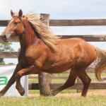 LOTE 009 - GALANTE