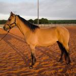 LOTE 014 - DAKOTA BARS LADY