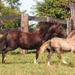 LOTE 002 - ESTRELA