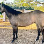 LOTE 004 - WIND PEROLA GUN