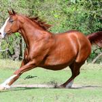 LOTE 015 - DARK QUIN GUN