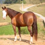 LOTE 002 - MIALENA GUN H2M (VENTRE LIVRE)