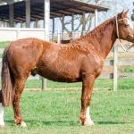 LOTE 004 - KYLIAN DA CAPIVARA
