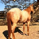 LOTE 010 - PRINCESS JAY KEYS
