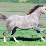 LOTE 018 - ROOSTER BILLY GRAY