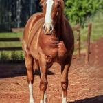 LOTE 021 - JOHN CAT GUN CDA