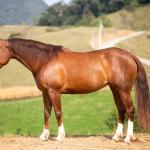 LOTE 002 - MIALENA GUN H2M (VENTRE LIVRE)