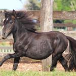 LOTE 020 - PRINCESA