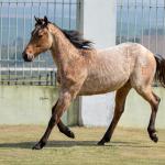 LOTE 019 - GAUCHO HICKORY