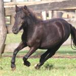LOTE 005 - BLOCK