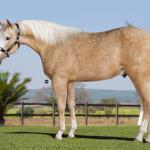 LOTE 006 - MILK DUNIT WHITEY